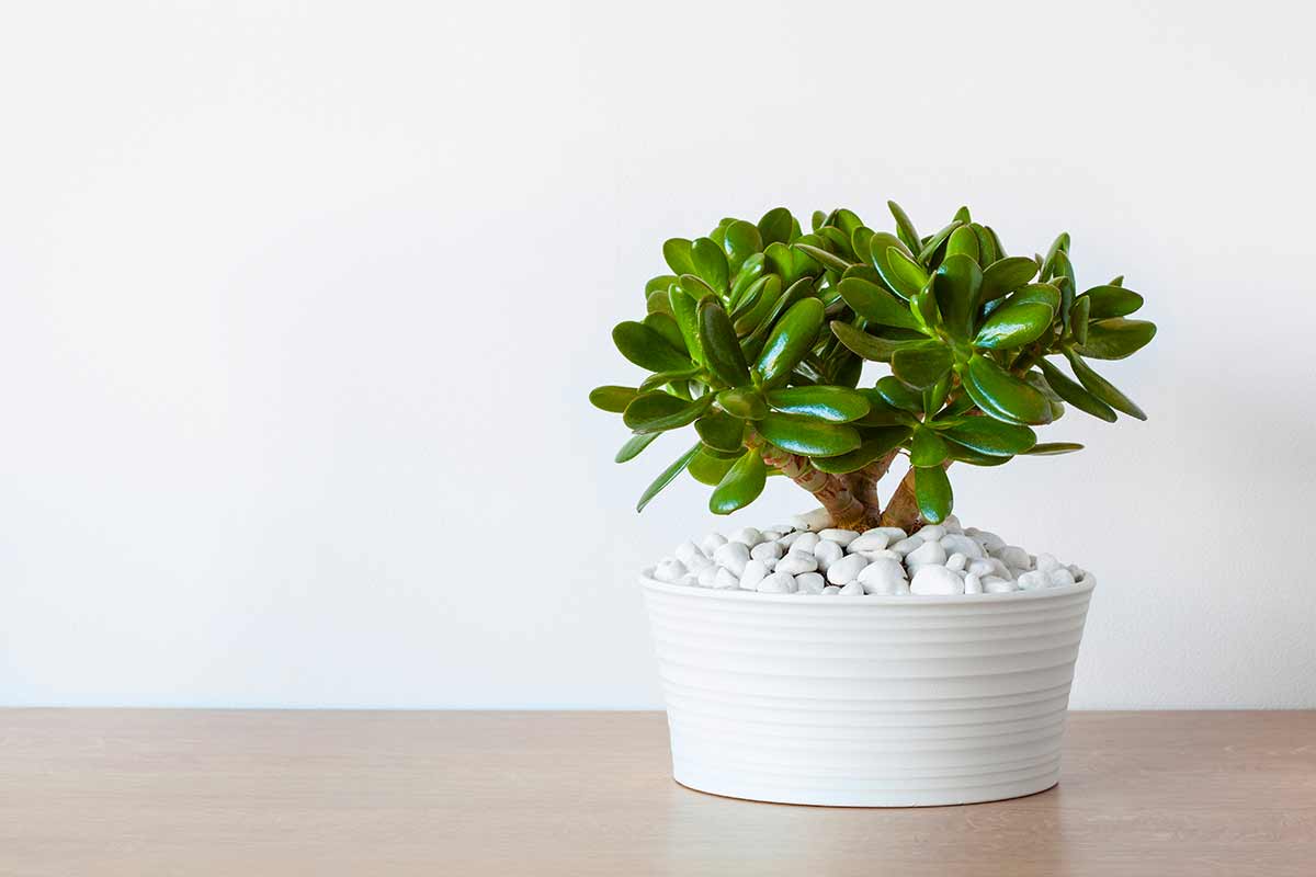 Albero di giada in vaso