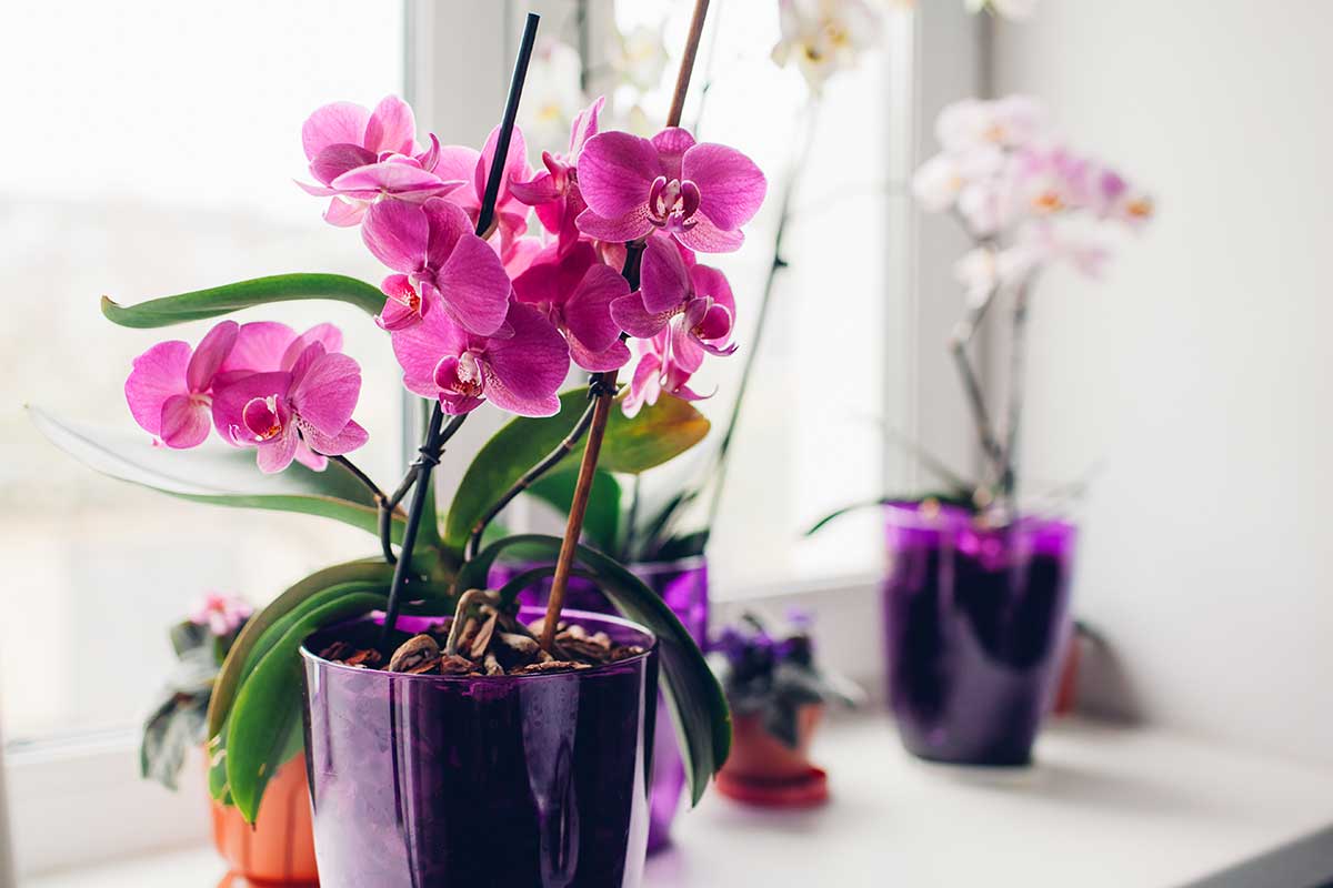 Come annaffiare correttamente le orchidee
