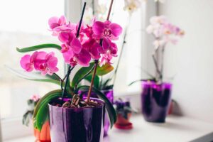 Orchidea Phalaenopsis