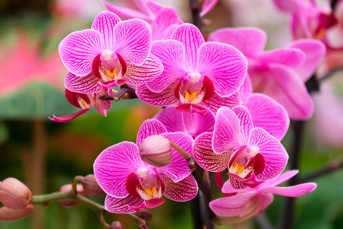 Orchidea Phalaenopsis fiorita