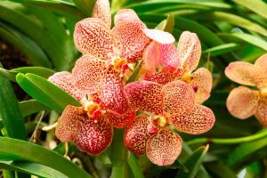 Orchidea Vanda