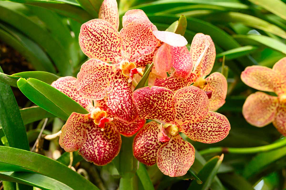 Orchidea Vanda